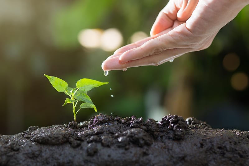Gardening Plot
