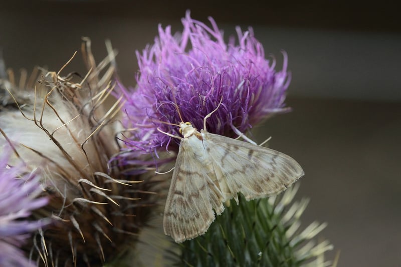 Moth on a Flower
