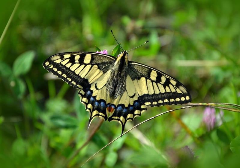 Butterfly on a Plant